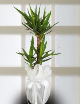 Yucca 2 Li Gzel Saks iegi
